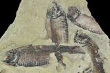 Fossil Fish (Gosiutichthys) Mortality Plate - Lake Gosiute #87798-1